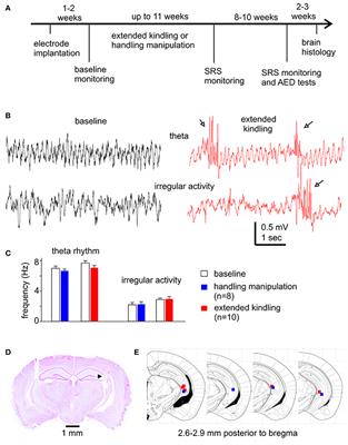 Effects of Antiepileptic Drugs on Spontaneous Recurrent Seizures in a Novel Model of Extended Hippocampal Kindling in Mice